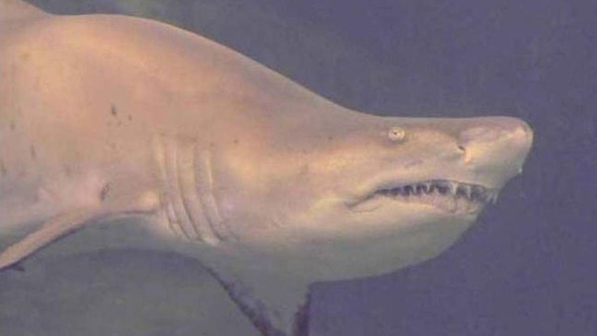 ce au gasit pescarii in stomacul unui rechin urias cand l am despicat am incremenit