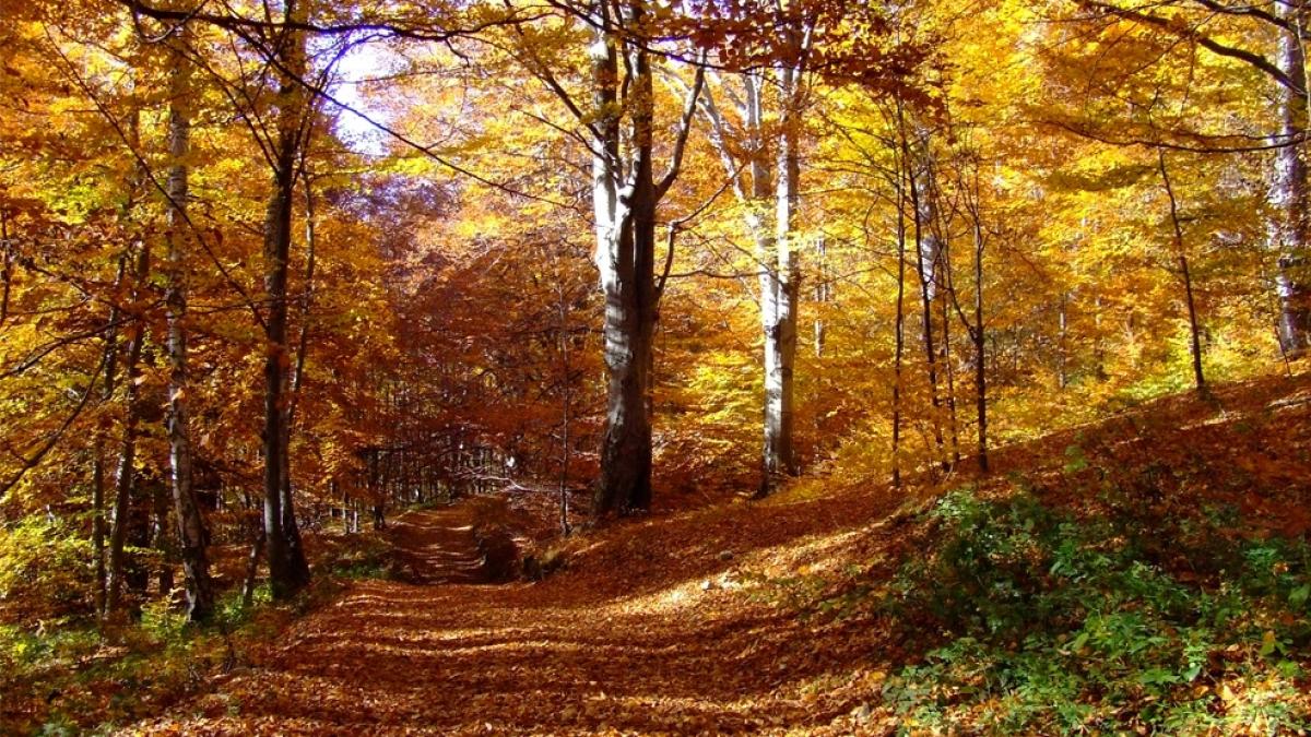 ce fac alesii poporului retrocedari ilegale de peste 5000 de ha de padure facute de fostul prefect