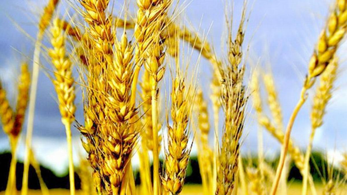 banca mondiala milioane de oameni vor suferi de foame din cauza incalzirii climatice trebuie sa