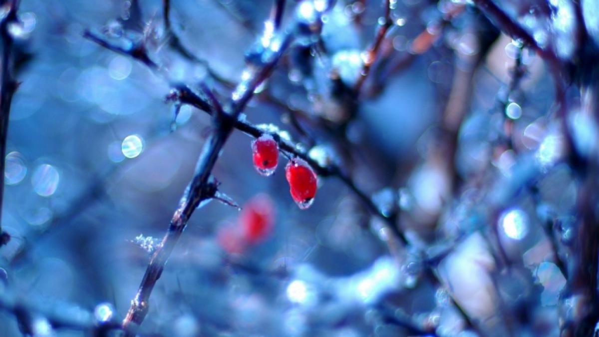 cea mai scazuta temperatura din zonele locuite ce au gasit oamenii cand au iesit din casa in