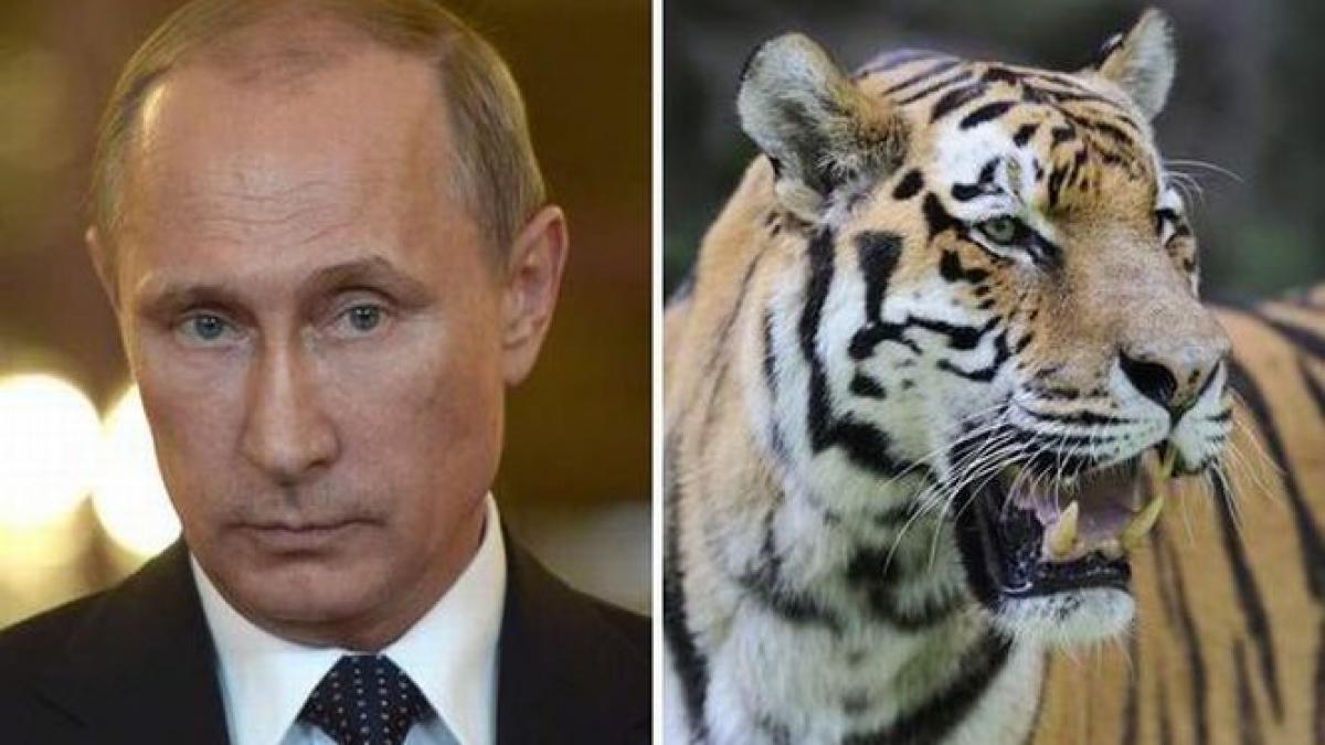 tigrul lui putin face prapad in china fermierii au intrat in alerta dupa ce ustin le a mancat 18