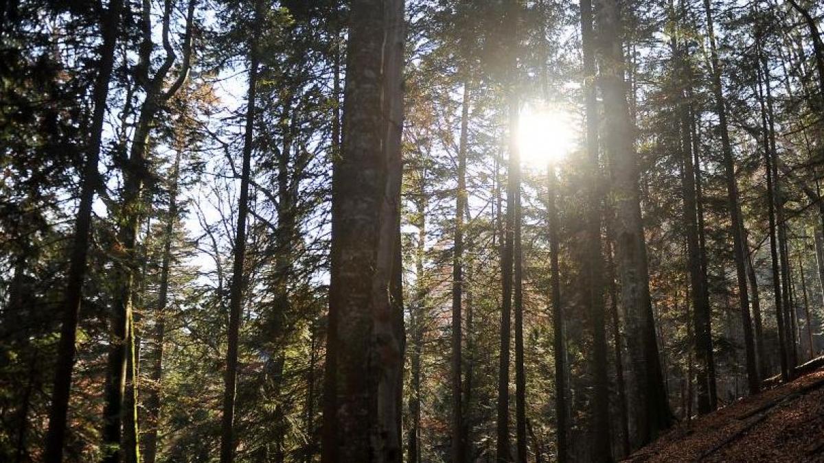 secvential viitorul doborat cu toporul ce masuri propune ministrul pentru paduri