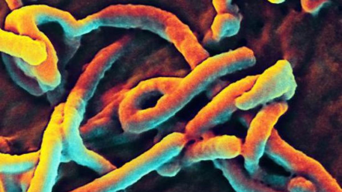 cel mai recent bilant al epidemiei de ebola
