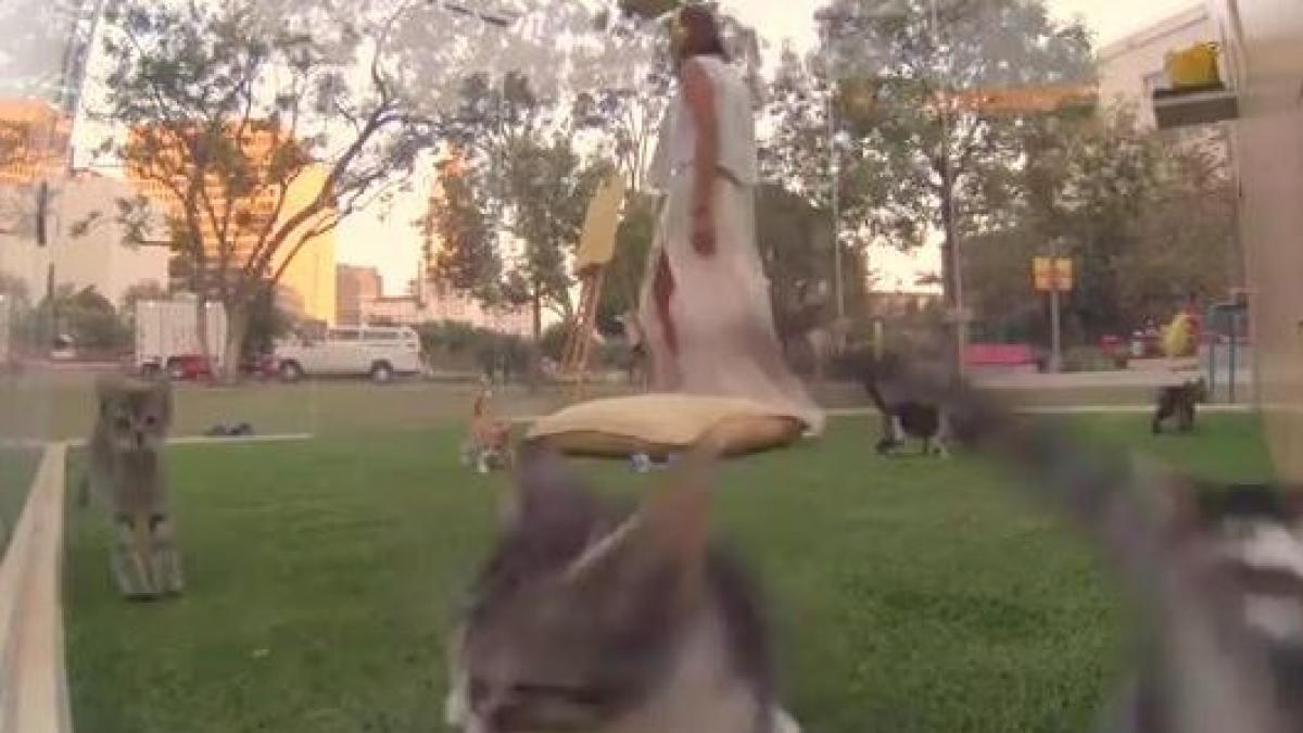 tratament pentru combaterea stresului terapie cu pisoi