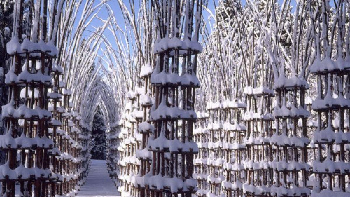 catedrala creata de natura imagini uimitoare cu arbori care par ca ating cerul