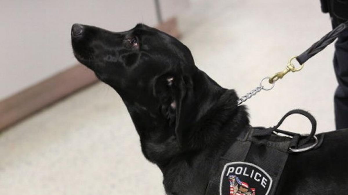 un baiat de 6 ani salvat de un caine politist