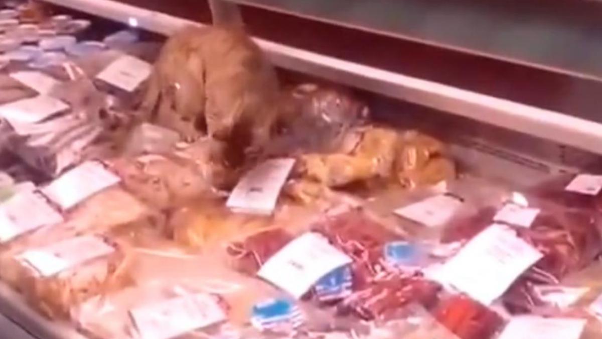 video pisica hoata care a cinat gratis la un restaurant de lux