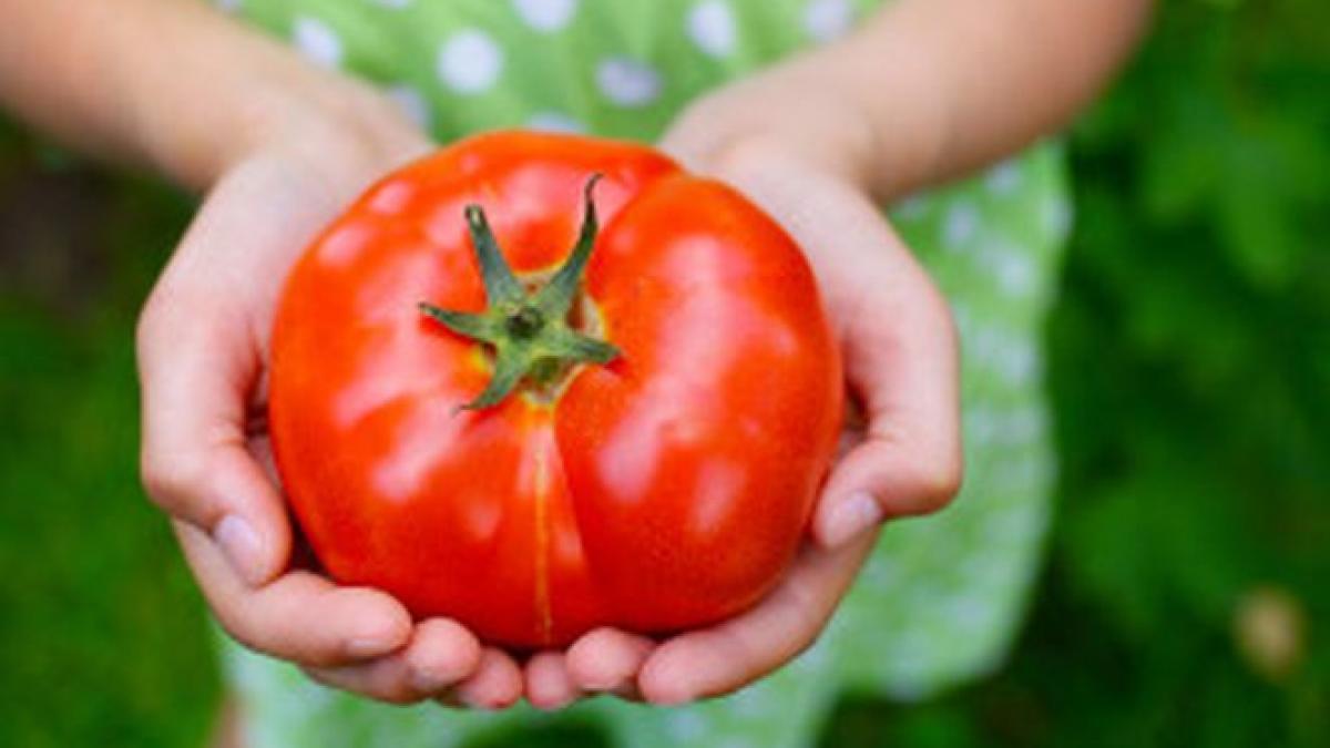 otrava din farfurie rosiile hibrid