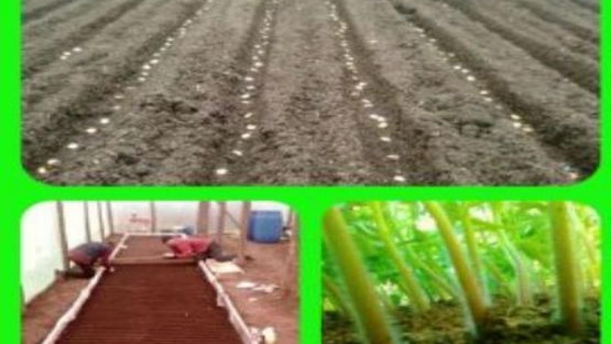 andreea stroe iti arata cum scoti bani din solar si iarna pregateste rasadurile pentru primavara