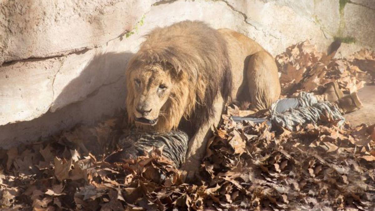 momente de groaza la gradina zoo din barcelona un barbat s a aruncat in cusca leilor
