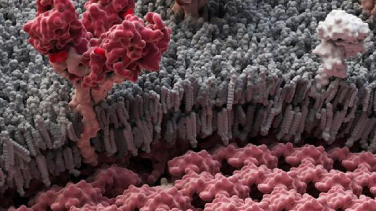 oms a publicat un nou bilant al epidemiei de ebola