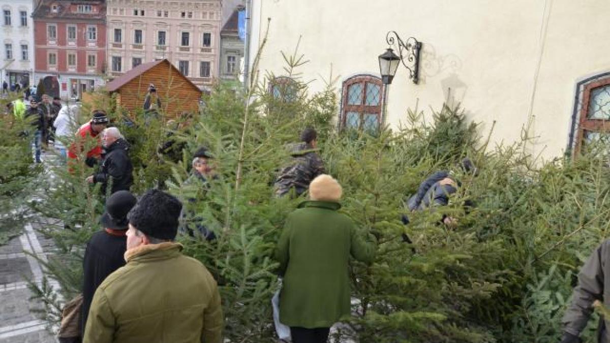 brazii de craciun nu s au ieftinit nici pe 25 decembrie comerciantii nu au vrut sa lase la pret ii
