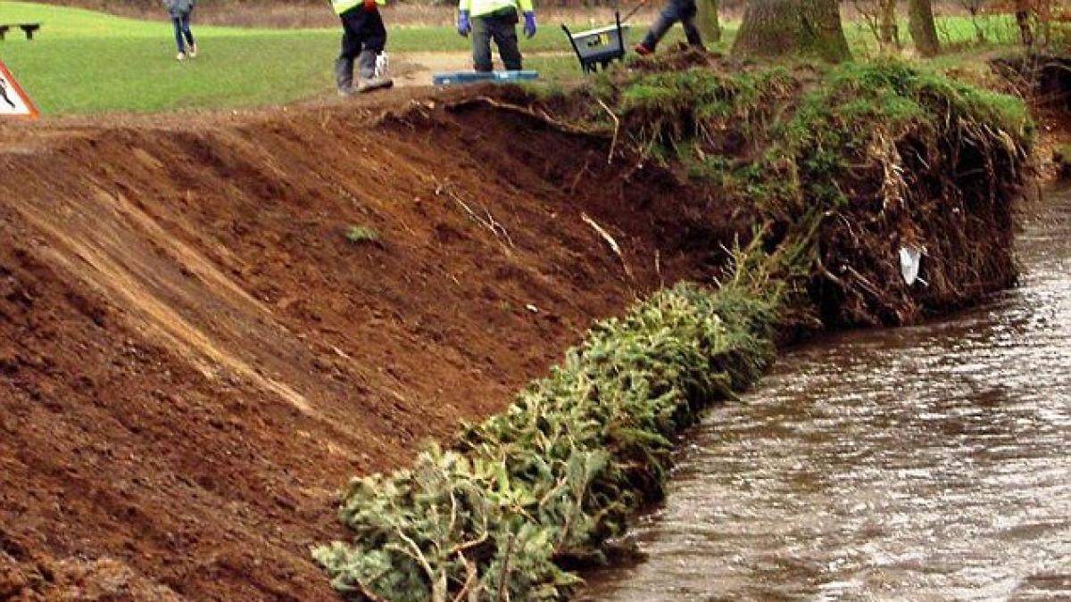 cea mai tare utilizare a brazilor de craciun dupa trecerea sarbatorilor ne ar putea feri de