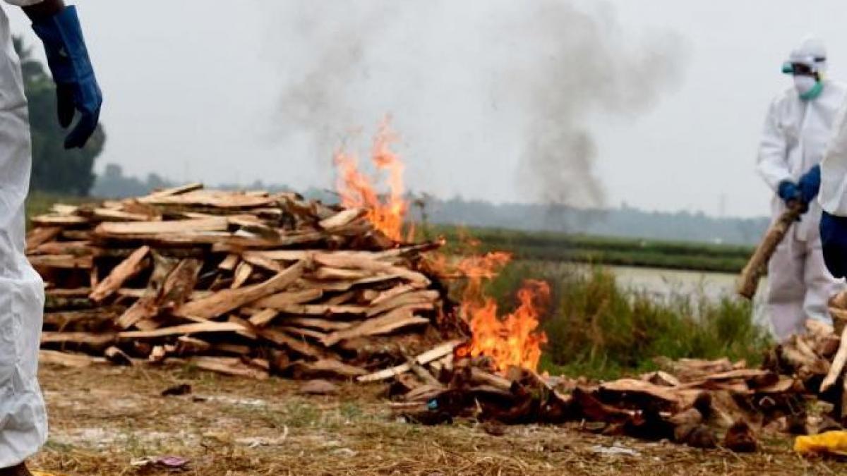 gripa aviara in japonia autoritatile au luat masuri drastice