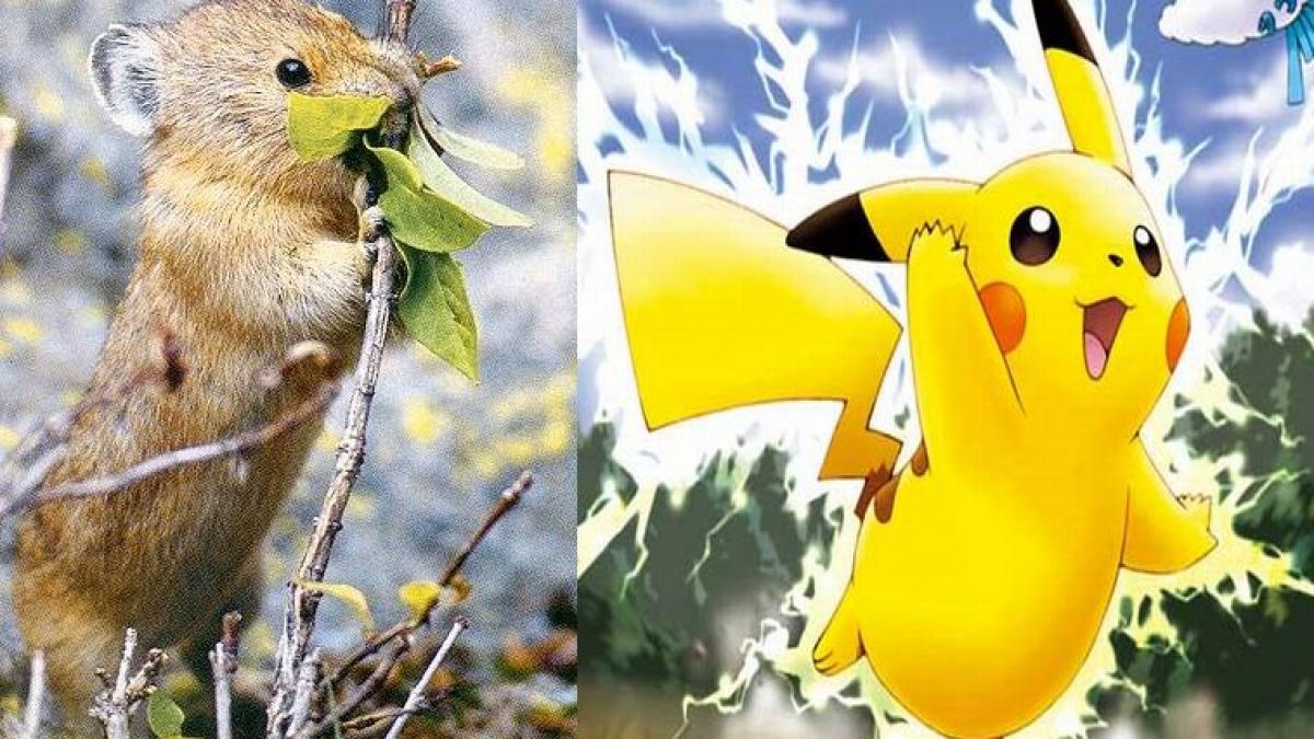 china incearca sa extermine rozatoarele care au inspirat personajul pikachu din pokemon ce spun
