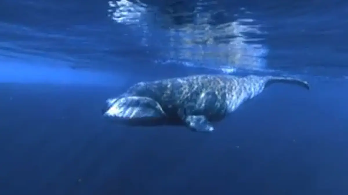 o specie de balene ar putea detine secretul pentru o viata mai lunga