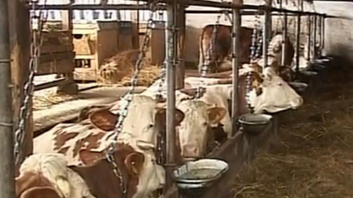 produsele lactate romanesti pe cale de disparitie