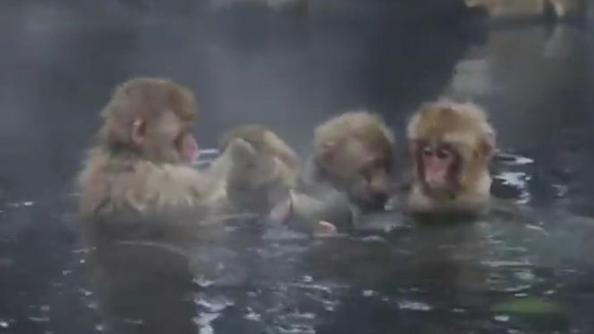 spa pentru maimute mananca in apa se joaca in apa si chiar dorm intr o piscina naturala