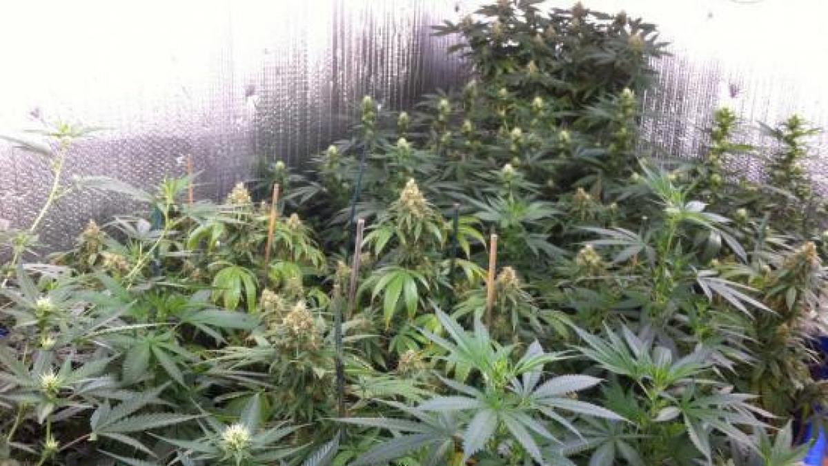 lista statelor unde se consuma cel mai mult cannabis vezi pe ce loc se afla romania