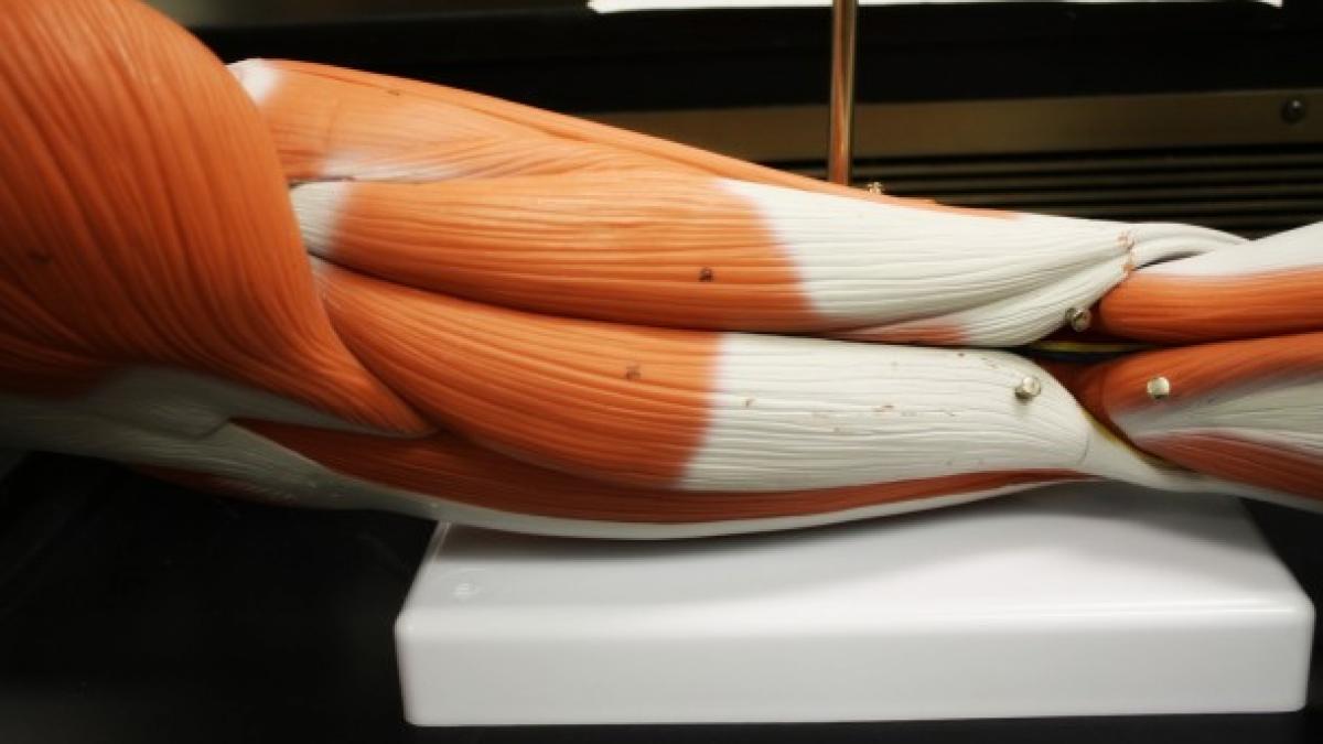 cercetatorii americani au reusit sa dezvolte in laborator primul muschi uman