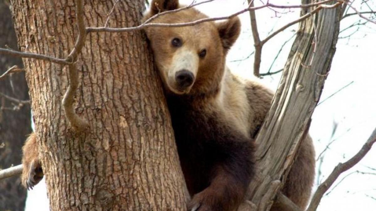 ursii si lupii din romania atractia turistilor germani