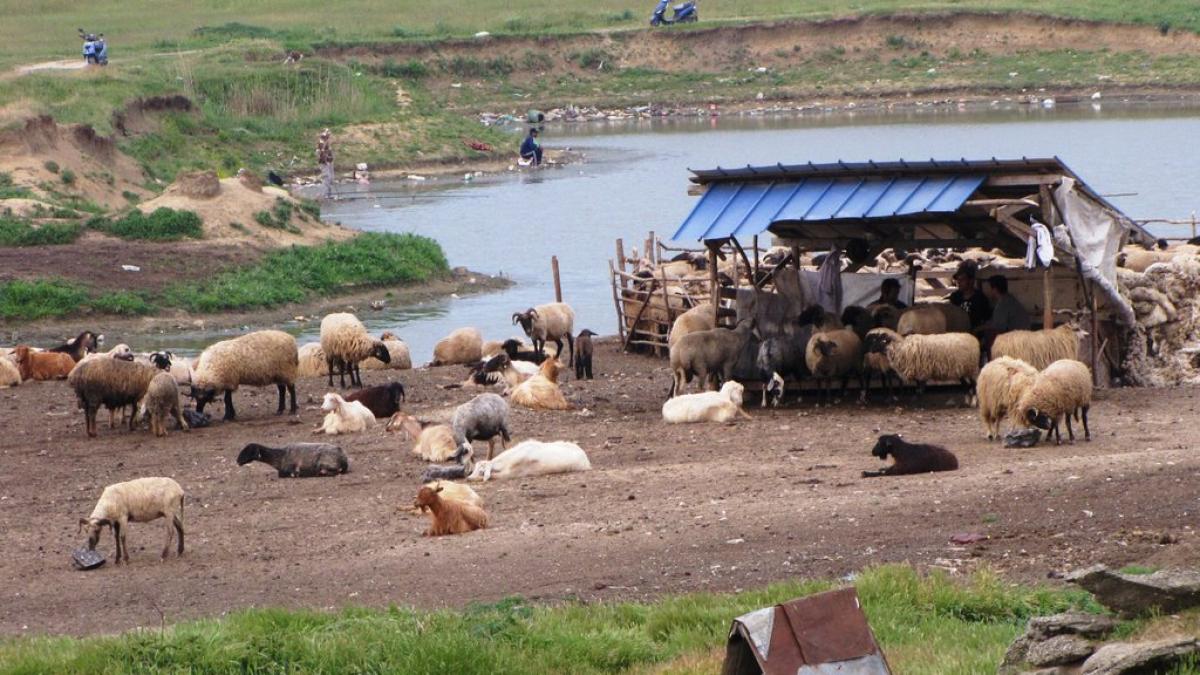 crima teribila pornita de la bautura un cioban si a omorat prietenul cu un topor dupa ce au baut