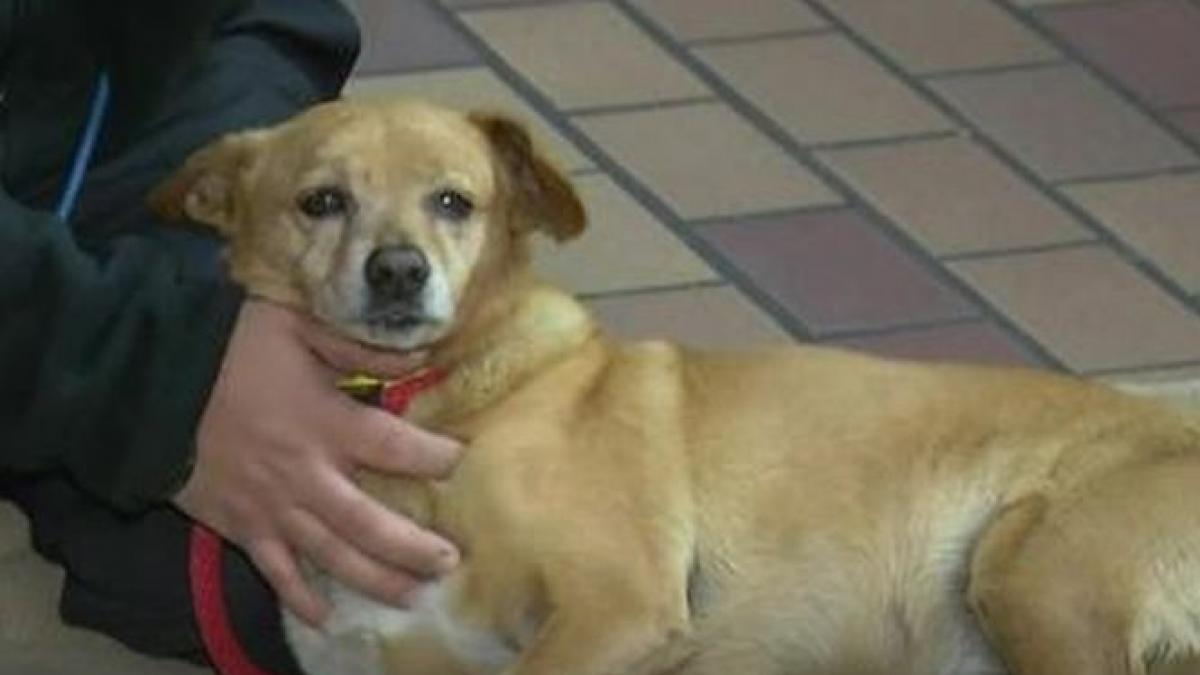 imaginile care te fac sa ti recapeti increderea in oameni un pompier si a riscat viata pentru a