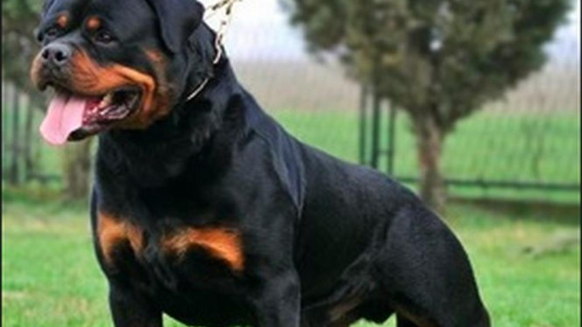 o fetita de un an si jumatate ranita grav de cainele familiei