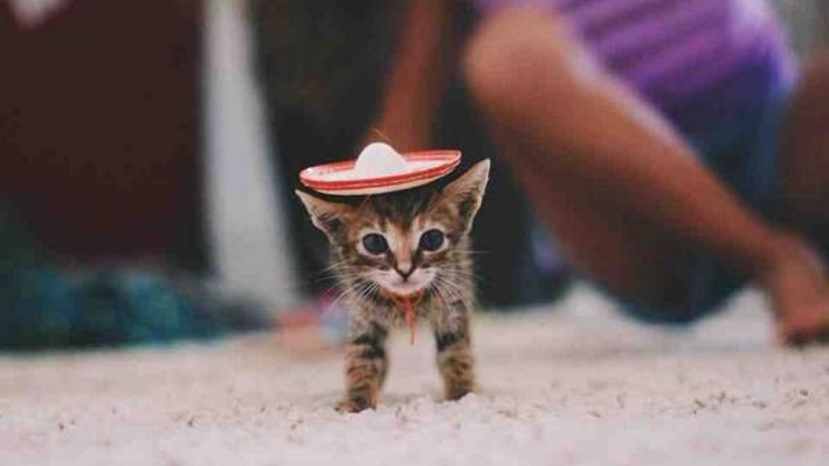 tone de pisici ingropate de vii in vietnam