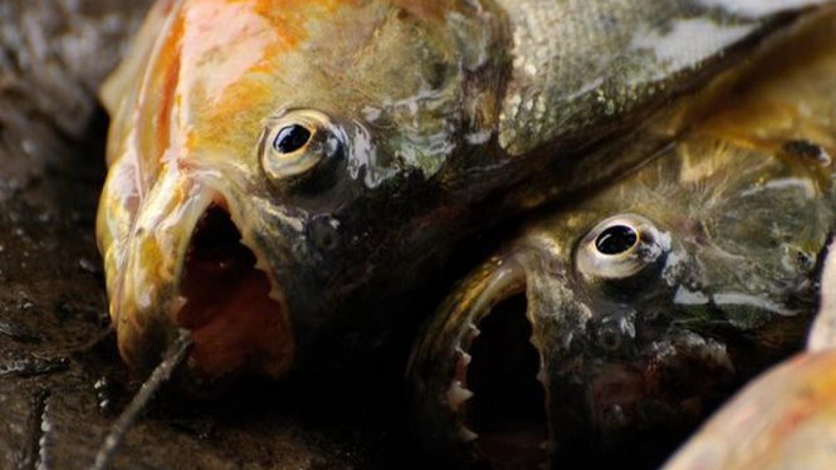 o fetita de 6 ani a fost mancata de piranha