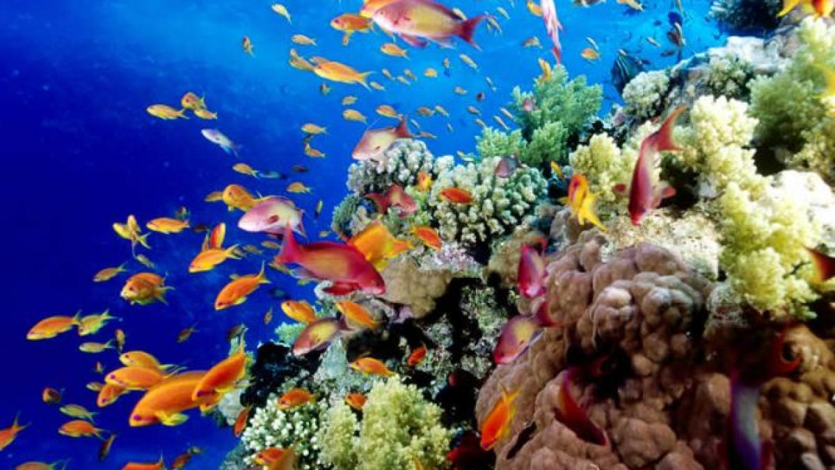 marea bariera de corali aproape de a deveni groapa de gunoi avertismentul de la fondul mondial