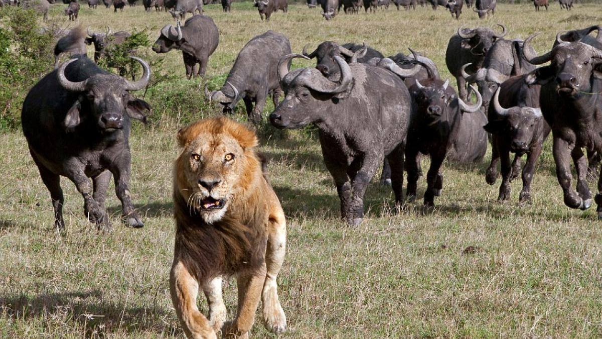 puteam vedea teama in ochii lui regele junglei stie de frica