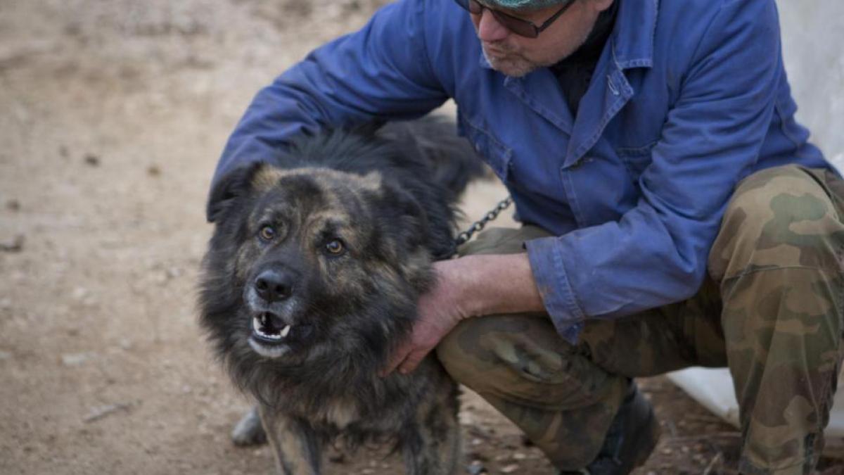 un tribunal din croatia i a interzis unui caine sa mai latre noaptea ce amenda risca stapanul
