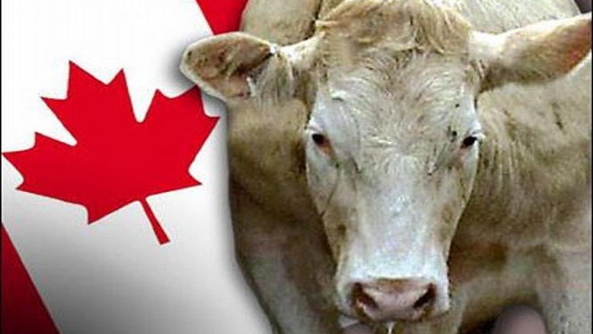 boala vacii nebune a reaparut in canada