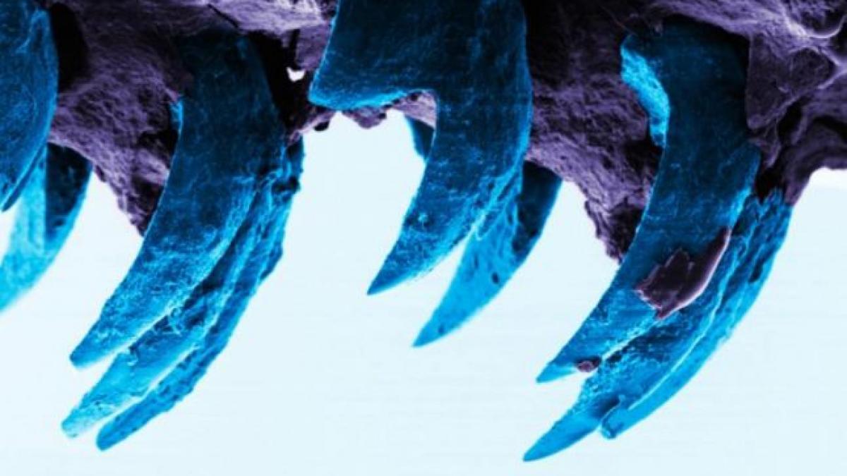 acesta este cel mai rezistent material din natura e la fel de dur ca o vesta antiglont