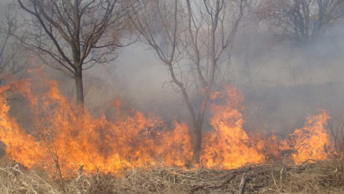 sute de hectarea de livezi arse intr un incendiu puternic