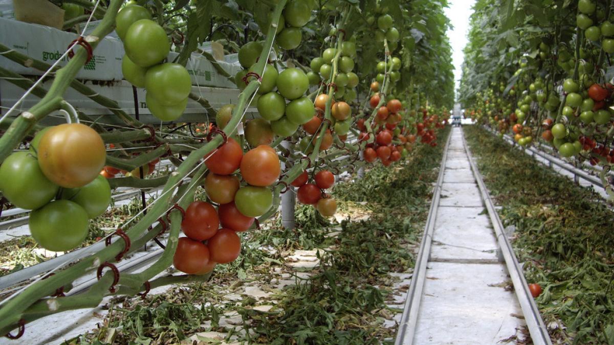 agricultura sf in mai multe sere din ialomita au investit 1 milion de euro pentru o afacere extrem