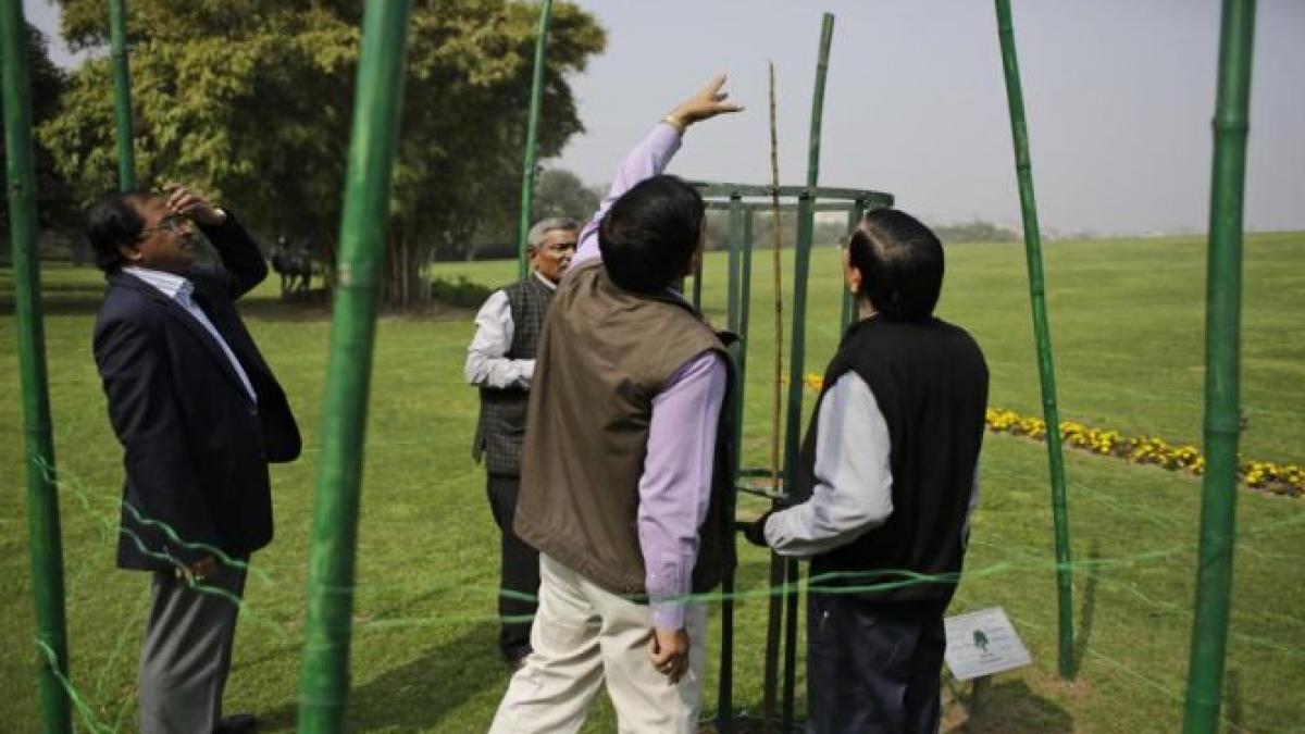 india insista copacul lui barack obama nu s a ofilit