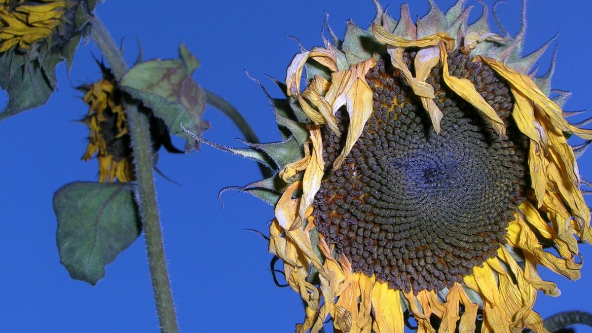 ce afectiuni poti intampina daca nu bei suficienta apa obezitatea este strans legata de consumul de