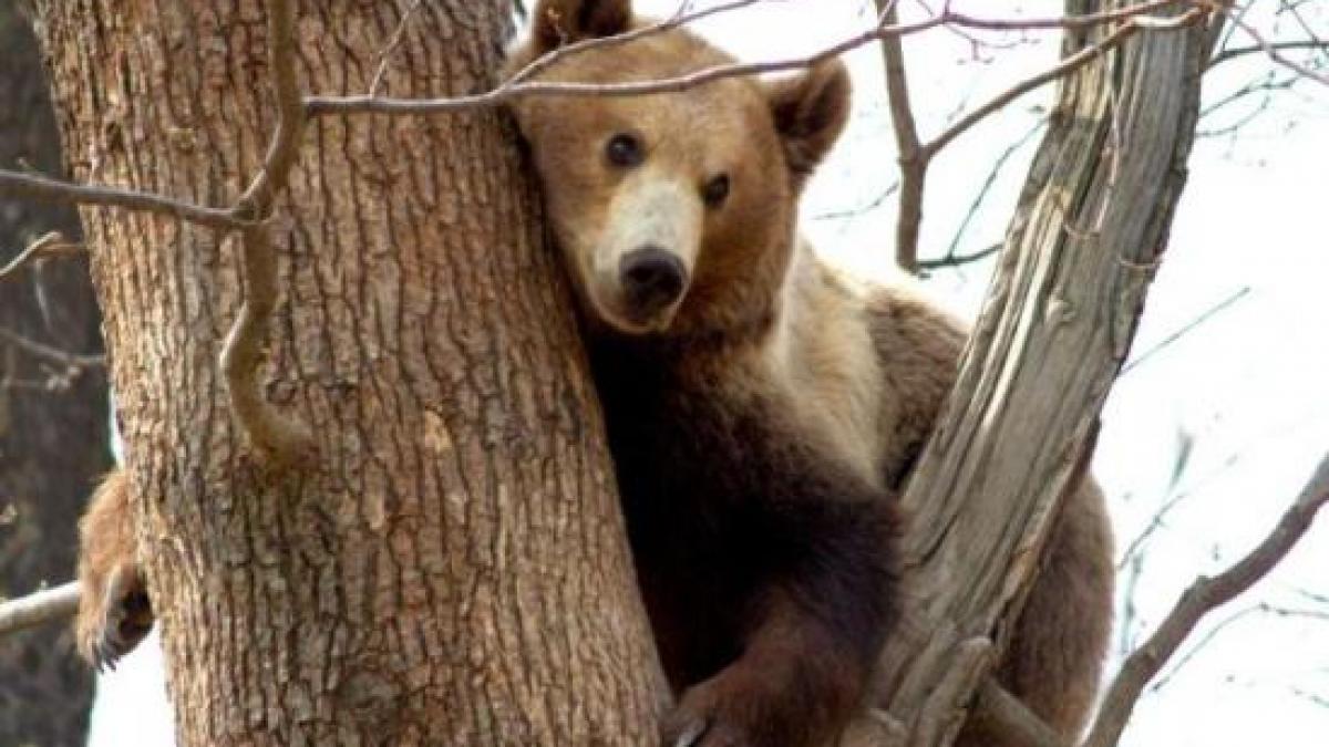 doi ursi din rusia au fost adusi in romania la dezalcoolizare