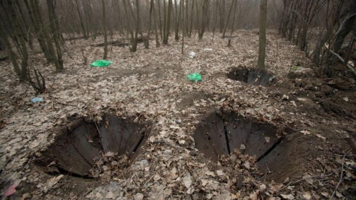 o padure intreaga a fost defrisata din greseala