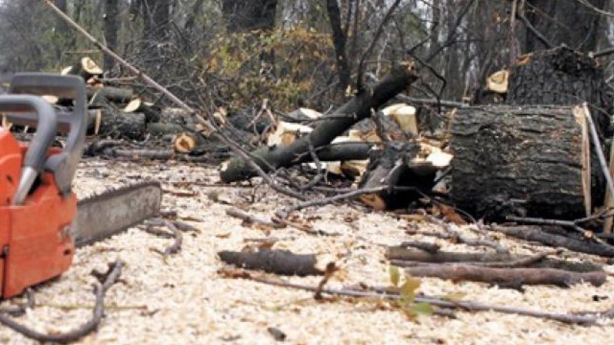 angajatii directiei silvice gorj trimisi in judecata dupa ce au taiat o padure din greseala