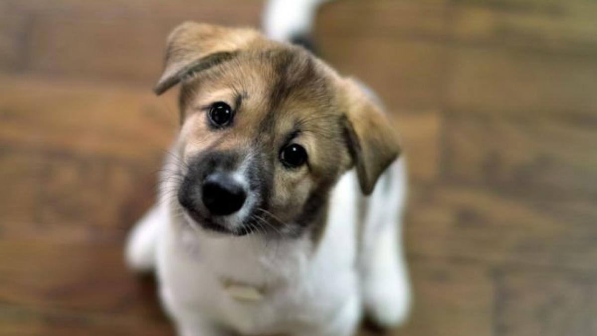 cainii pot fi sterilizati gratuit la o clinica veterinara din sectorul 3 al capitalei