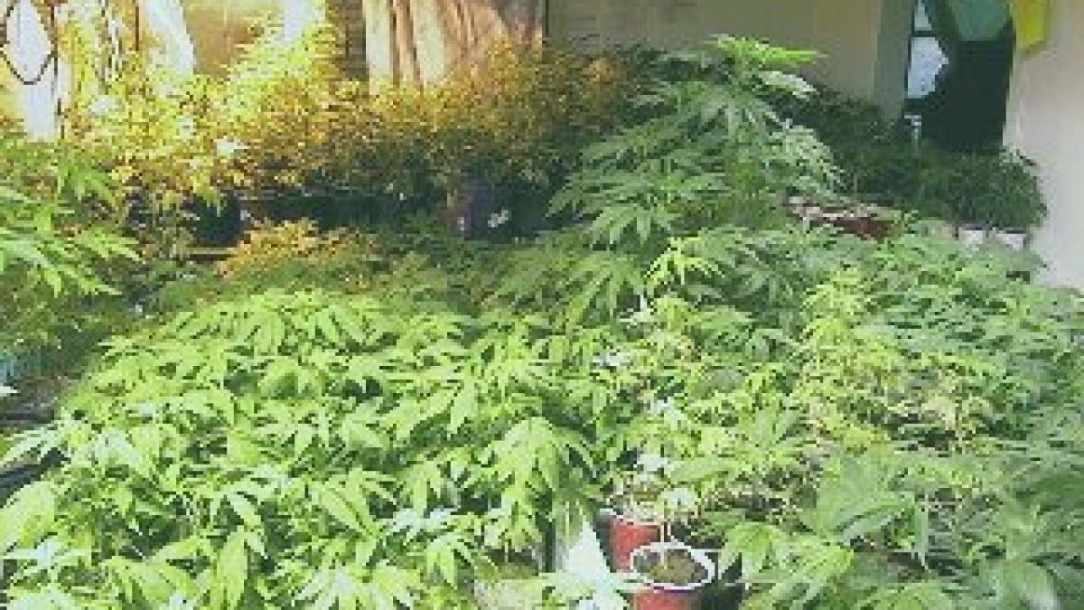 captura record de droguri la constanta ce au gasit politistii in sufrageria unui barbat