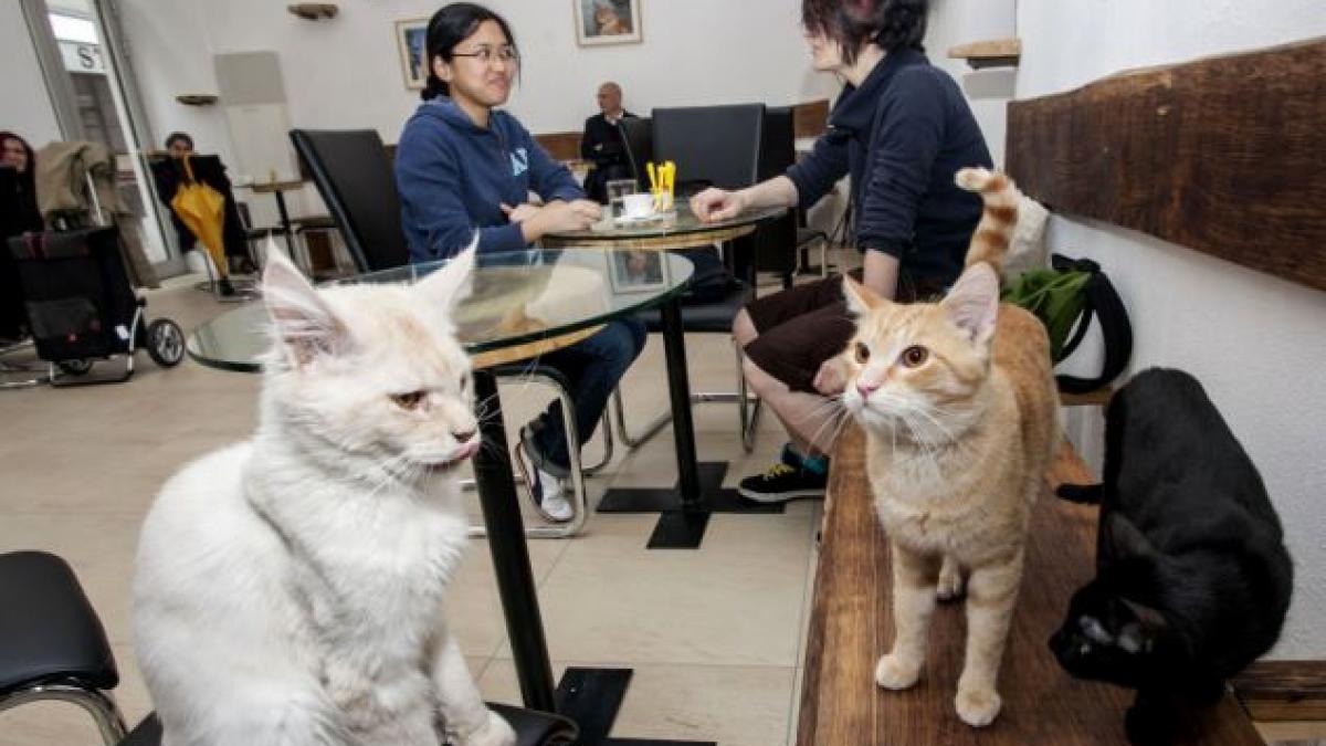 iubitorii de pisici din slovenia se pot bucura de prima cafeanea din tara unde pot sta in compania