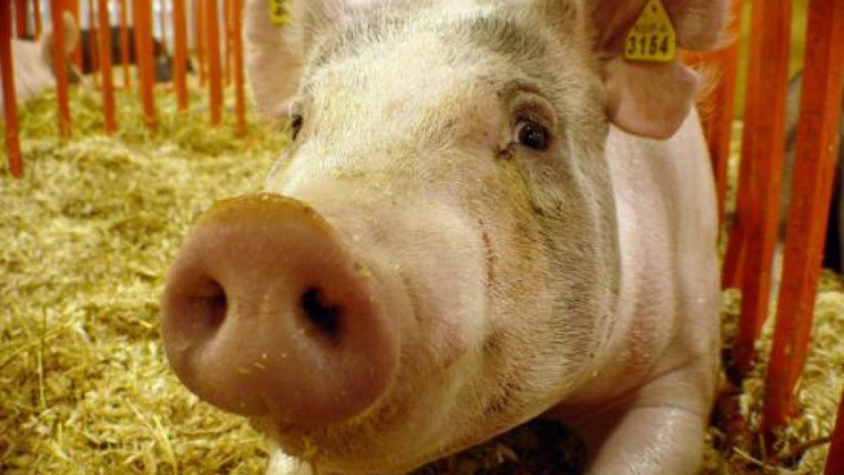 mii de porci au murit in urma unui incendiu puternic izbucnit la o ferma din satu mare