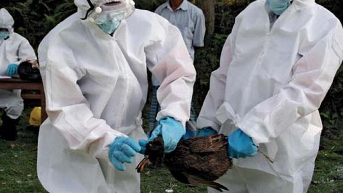 alerta de gripa aviara in ungaria la 40 de kilometri de granita cu tara noastra virusul e