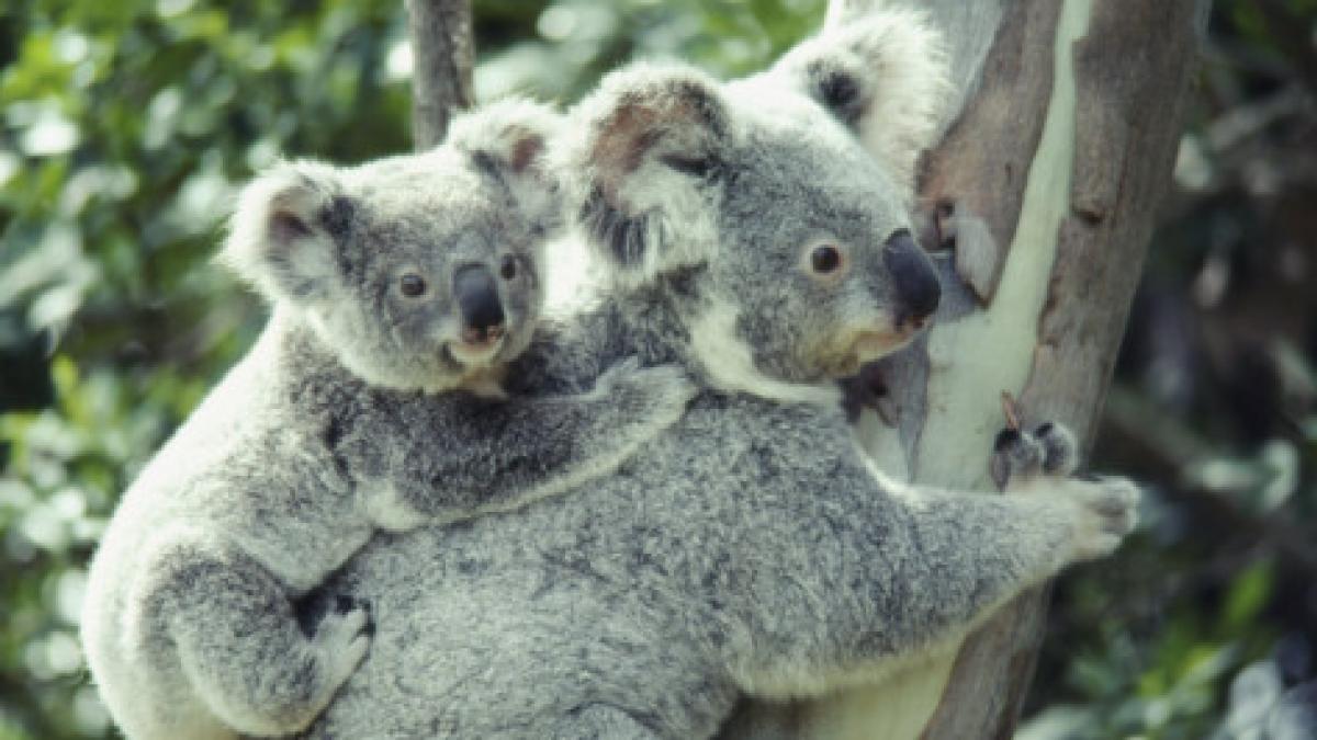 autoritatile australiene au ucis 700 de ursi koala din cauza suprapopularii