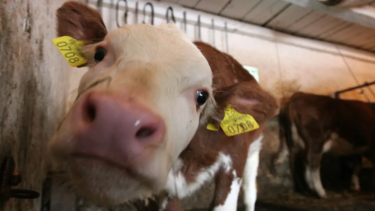 scandal pe tva ul de 9 la produsele lactate care este cea mai mare temere a producatorilor