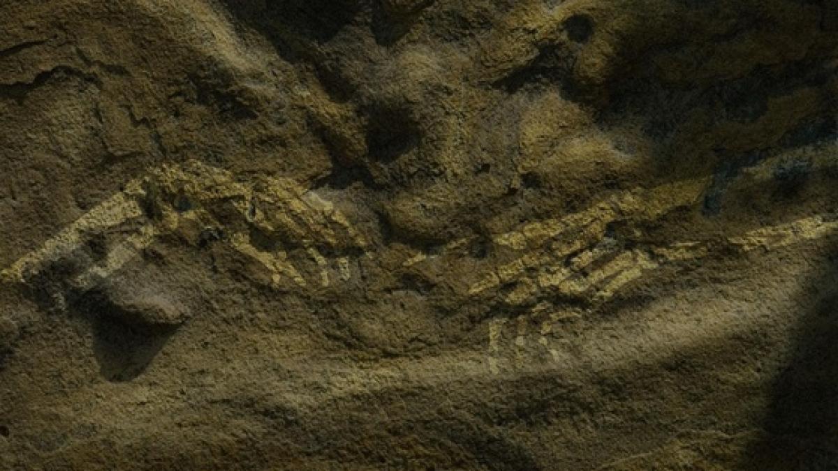 descoperirea care schimba teoria evolutiei umane ce au gasit arheologii in etiopia